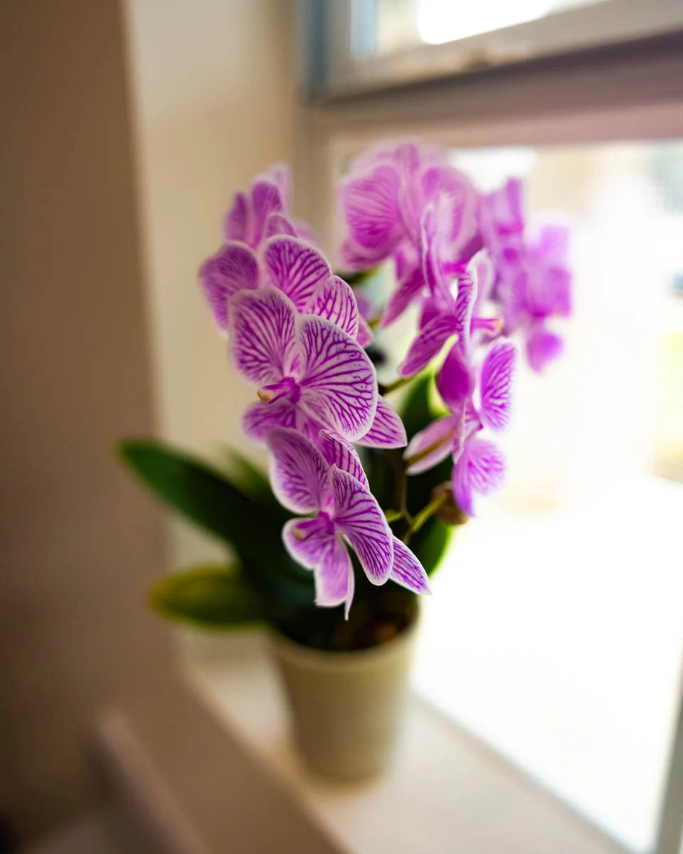 Office purple orchids