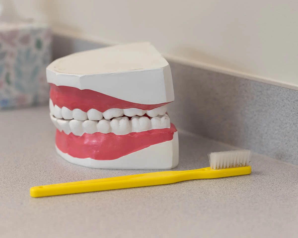 Model teeth and toothbrush on counter top
